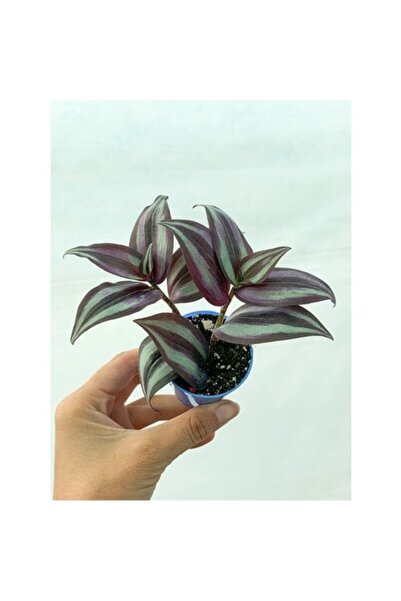 Mimoza Çizgili Bordo Telgraf Çiçeği Fidanı 10-20 cm