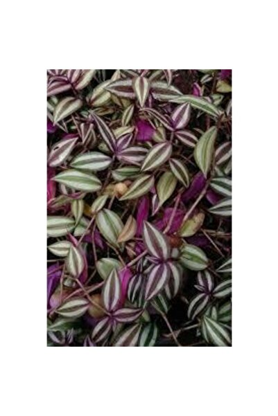 BİORGANİX Zebrina Telgraf Çiçeği Fidanı Tradescantia 10-20 cm