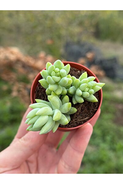 SukuLand Sedum Morganianum koleksiyonluk özel tür sukulent 5,5cm saksıda