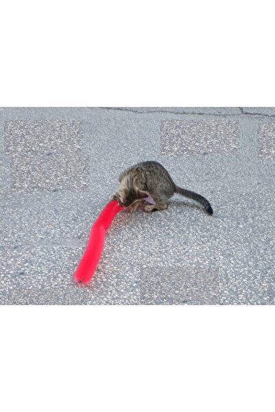 Practika Cat Scratching Brush - Cat Toy