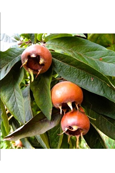 SEVSENKA Töngel Muşmula Beşbıyık Trabzon Taptaze Yeni Mahsül Kalın Bağırsak Dostu 1kg