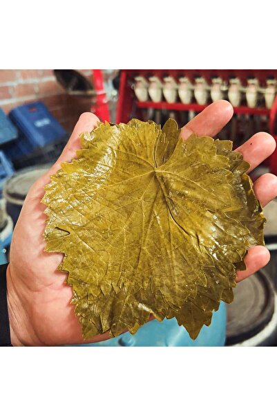 Erbaa SALAMURA ORGANİK ASMA YAPRAĞI (Turkish Vine Leaves for Stuffing- Grape ...