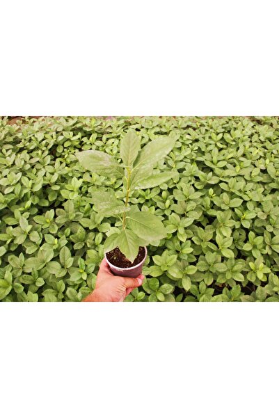 Tunç Botanik ARONYA FİDESİ 10 ADET