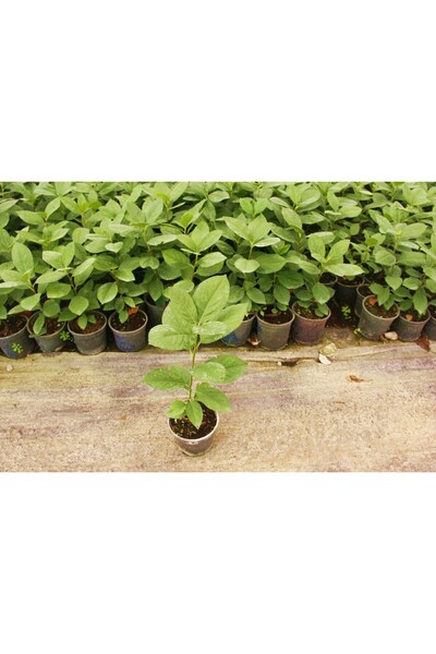 Tunç Botanik ARONYA FİDESİ 10 ADET