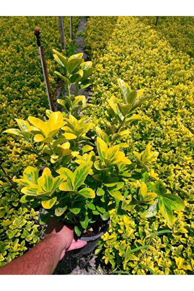 Tunç Botanik GOLD TAFLAN 30 ADET - SARI ÇİT BİTKİSİ