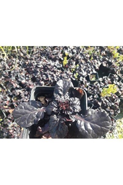 Tunç Botanik Ajuga - 10 Adet Bordo Yer Örtücü Bitki