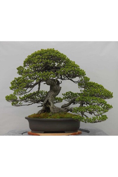 Tunç Botanik BONSAİ PİNUS SETİ (FİDAN+BONSAİ SAKSI+TOPRAK +BİTKİ BESİNİ)