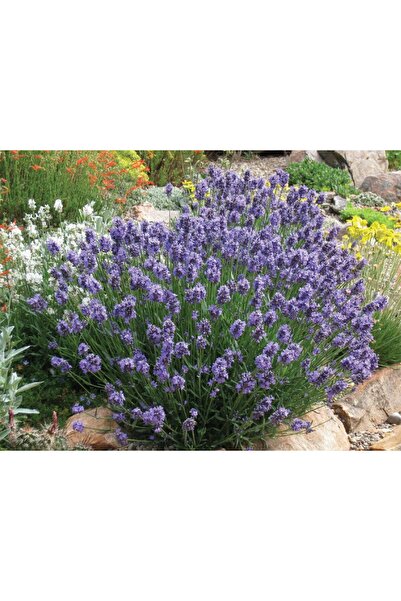 Tunç Botanik LAVANTA FİDANI 30 ADET - SAKSIDA 20-30 cm