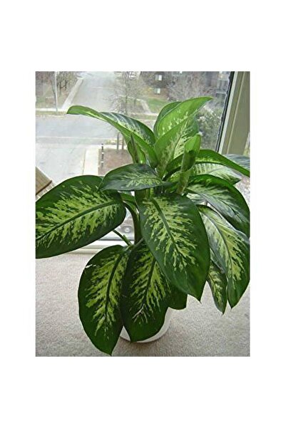 Tunç Botanik DİFENBAHYA SALON BİTKİSİ - Dieffenbachia Tropic Snow 60-80 cm