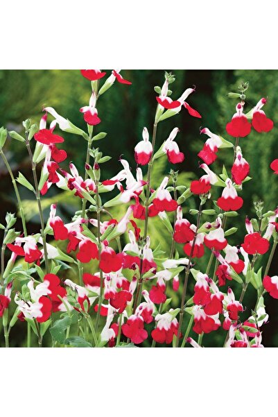Tunç Botanik SÜS ADAÇAYI - Salvia Microphylla 'Hot Lips'