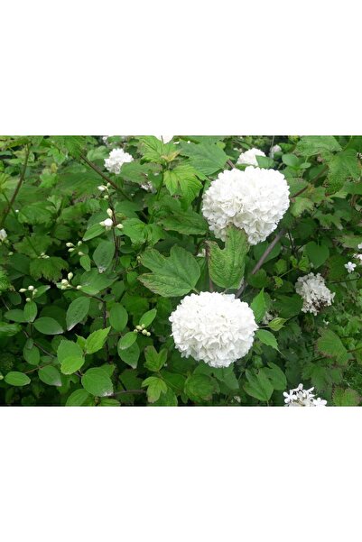 Tunç Botanik KARTOPU FİDANI - ÇİÇEKLİ YAZ KARTOPU