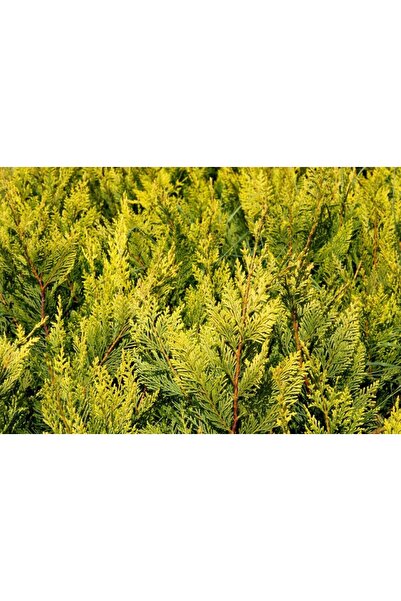 Tunç Botanik ALTUNİ LEYLANDİ 30 ADET PAKET - SARI ÇİT BİTKİSİ