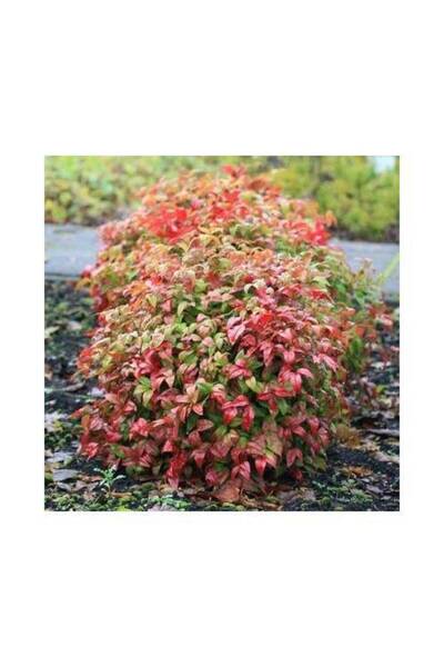 Tunç Botanik CENNET BAMBUSU 3 ADET - Nandina Domestica
