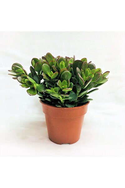 Tunç Botanik Crassula Ovata - Para ve Şans Bitkisi - 5 ADET SUKULENT - TERARY