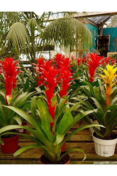 Tunç Botanik GUZMANYA ÇİÇEĞİ 3 ADET - HEDİYELİK