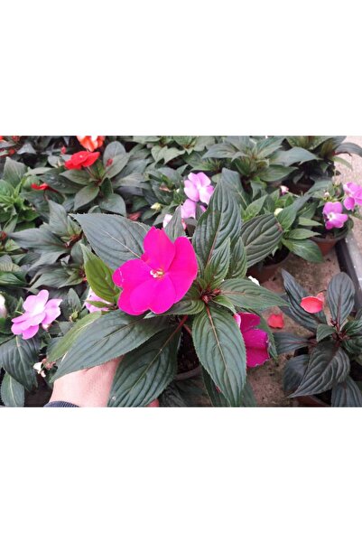 Tunç Botanik PEMBE KATMERLİ CAM GÜZELİ ÇİÇEĞİ - 10 ADET CANLI ÇİÇEK