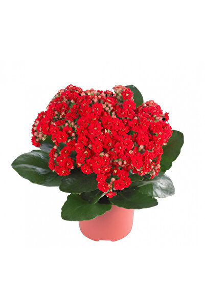 Tunç Botanik KALANŞO ÇİÇEĞİ 4 ADET (PEMBE,BEYAZ,KIRMIZI,SARI RENK)