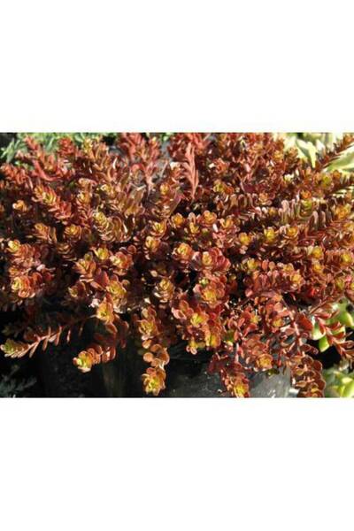 Tunç Botanik SEDUM VODOO 135 ADET - KIRMIZI YER ÖRTÜCÜ, SUKULENT TERARYUM BİTK