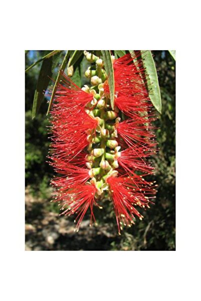 Tunç Botanik Fırça Çalısı Callistemon 3 Adet