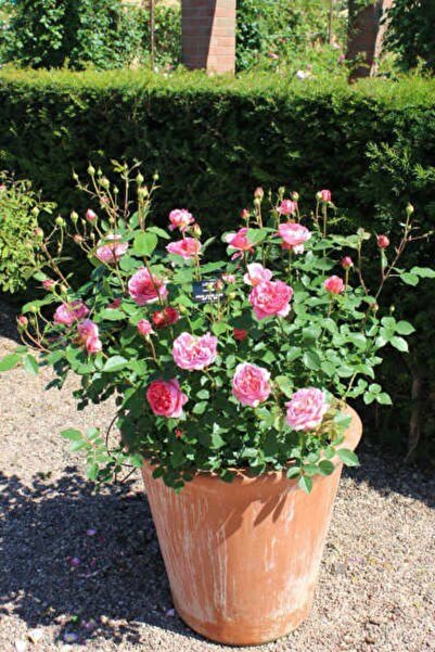 Tunç Botanik PEMBE GÜL FİDANI 5 ADET - YEDİVEREN SAKSILI GÜL