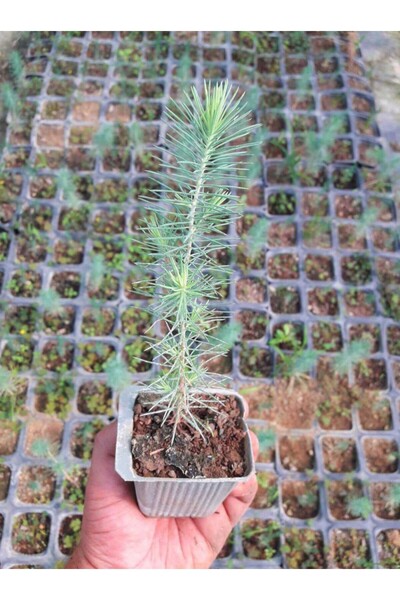 Tunç Botanik BONSAİ PİNUS SETİ (FİDAN+BONSAİ SAKSI+TOPRAK +BİTKİ BESİNİ)