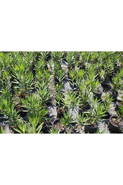 Tunç Botanik Zakkum Çiçeği 5 Adet - Çok Yıllık Dış Mekan Bitkisi