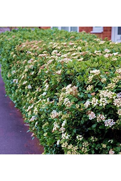 Tunç Botanik Kartopu Çiçekli Çit Bitkisi 5 Adet
