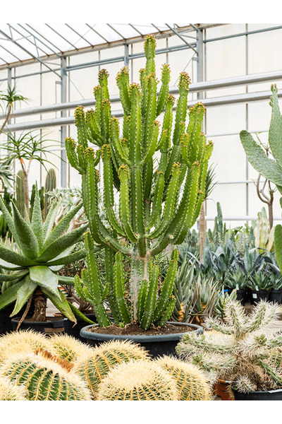 Tunç Botanik Süt Ağacı – Euphorbia Trigona