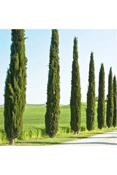 Tunç Botanik AKDENİZ SERVİSİ - ÇİT PEYZAJ BİTKİSİ 100 cm
