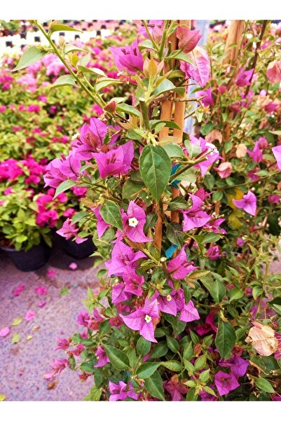 Tunç Botanik Begonvil Sarmaşığı 5 Adet 100 Cm - Çiçekli Bitki