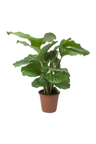Tunç Botanik Calathea Orbifolia (Dua Çiçeği) 20-30 cm