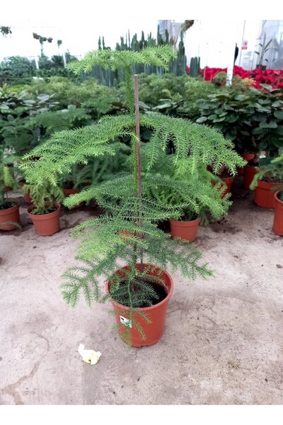 Tunç Botanik Salon Arokaryası - Hediyelik Ofis / Ev Bitkisi