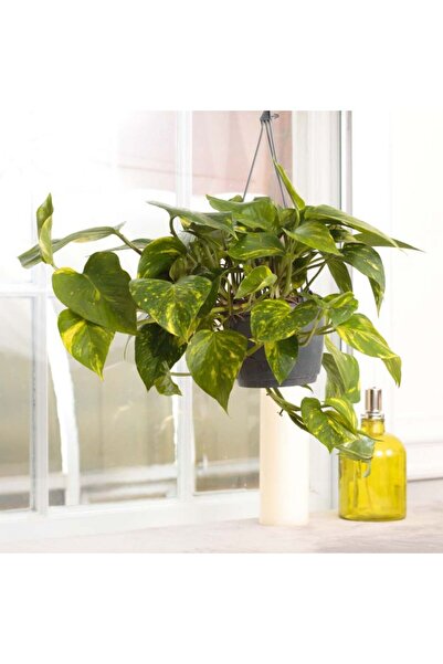 Tunç Botanik Askılı Saksıda Pathos Sarmaşığı