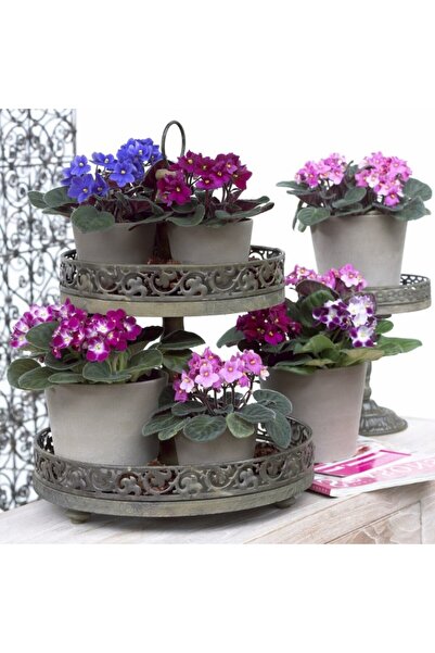 Tunç Botanik Afrika Menekşesi 5’li Set