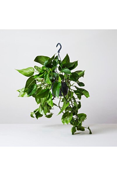 Tunç Botanik Salon Sarmaşığı Pothos 3 Adet - Hediyelik Ev Ofis Bitkisi