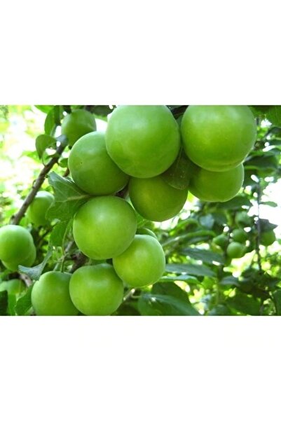 Tunç Botanik Papaz Erik Fidanı 3 Yaş Tüplü ve Aşılı