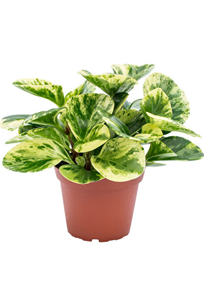 Tunç Botanik Alacalı Zümrüt Dalgası – Peperomia Obtusifolia