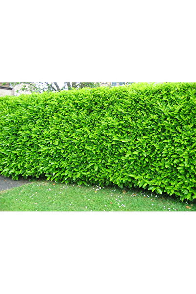 Tunç Botanik KARTOPU LUCİDUM 10 ADET 30-40 cm ÇİT BİTKİSİ