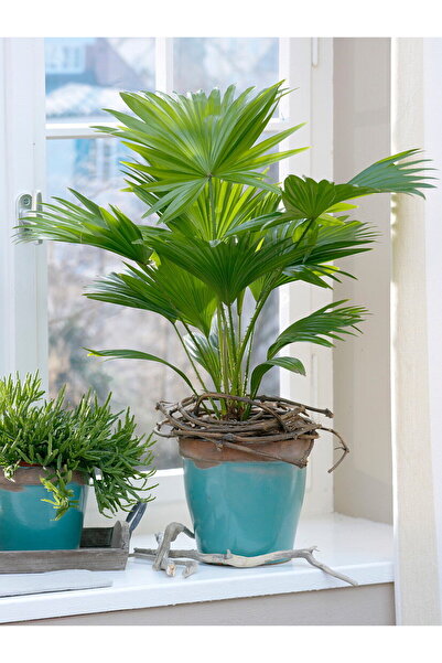 Tunç Botanik Salon Palmiyesi (Livistona Rotundifolia)