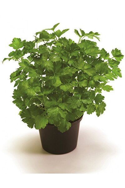 Tunç Botanik Saksıda Maydanoz Seti - Mutfakta Evde Maydanoz Yetiştirin