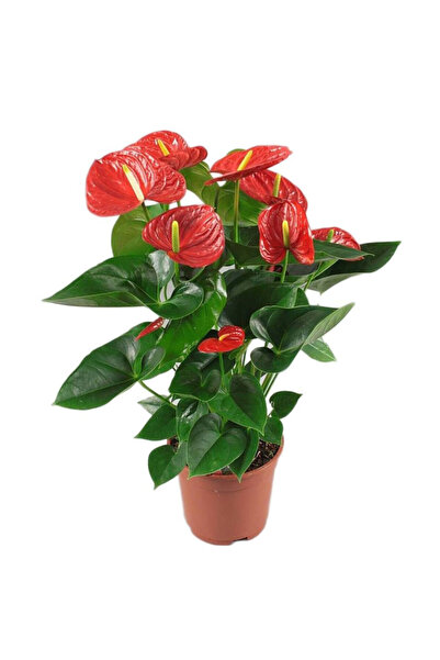 Tunç Botanik Anthoryum - Flamingo Çiçeği (Anthurium) 40 cm