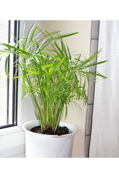 Tunç Botanik Japon Şemsiyesi – Cyperus Alternifolius