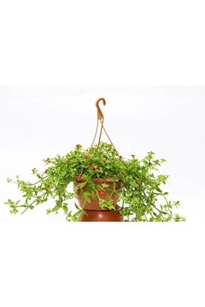 Tunç Botanik BUZ ÇİÇEĞİ - ASKILI SAKSIDA HEDİYELİK