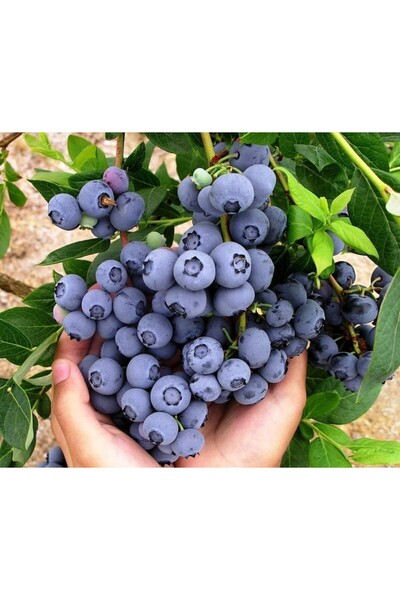 Tunç Botanik YABAN MERSİNİ LİKAPA FİDANI 5 ADET