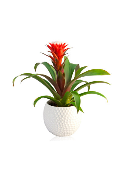 Tunç Botanik Guzmanya – Kırmızı Yıldız