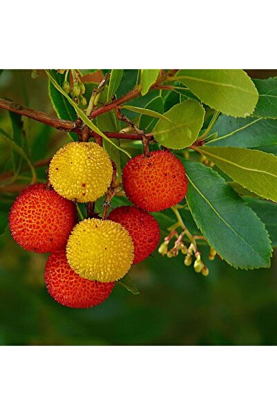 Tunç Botanik Kocayemiş (Arbutus Unedo) Fidanı