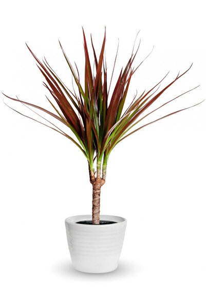 Tunç Botanik Madagaskar Dragon Ağacı – Dracaena Marginata - Tek Gövdeli Bordo