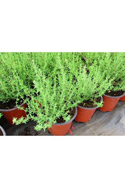 Tunç Botanik Mutfakta Bitki Seti / Saksıda Kekik - Biberiye - Adaçayı