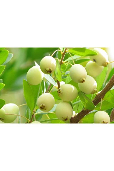 Tunç Botanik MURT FİDANI / MERSİN (Hambeles) FİDANI 3 ADET