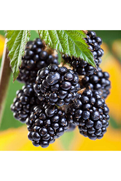 Tunç Botanik DİKENSİZ JUMBO BÖĞÜRTLEN FİDANI 3 ADET